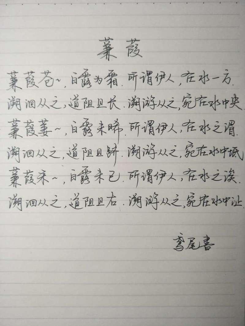 诗经蒹葭钢笔字笔友习作欣赏