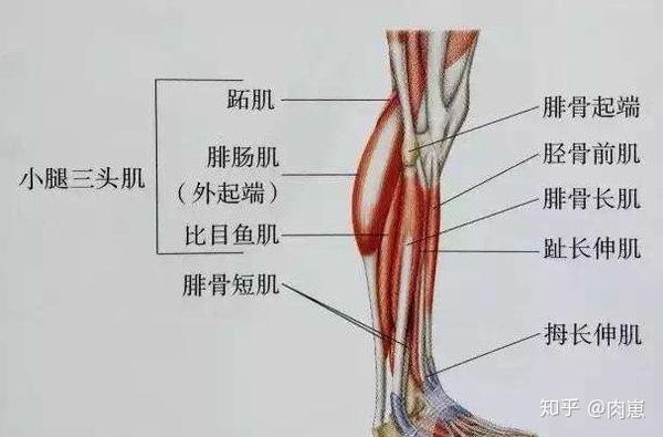 胫骨前部的肌肉(踝关节屈肌)比胫骨后部的肌肉(踝关节伸肌)的体积和