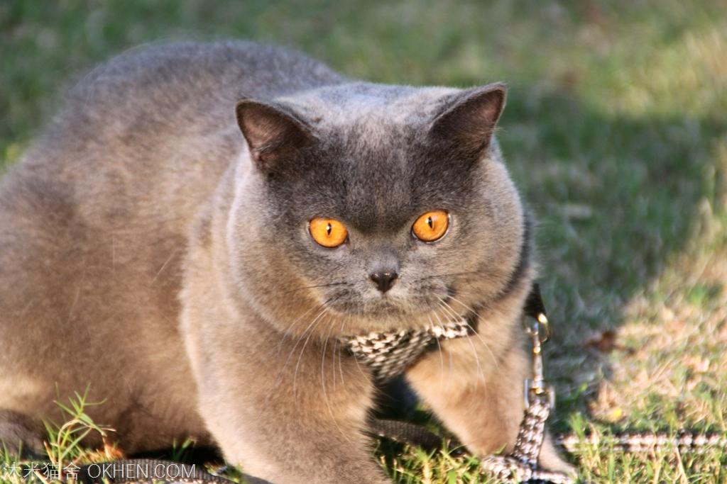 谈谈英国短毛猫公猫发腮