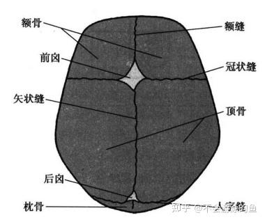 儿童骨骼发育 - 知乎