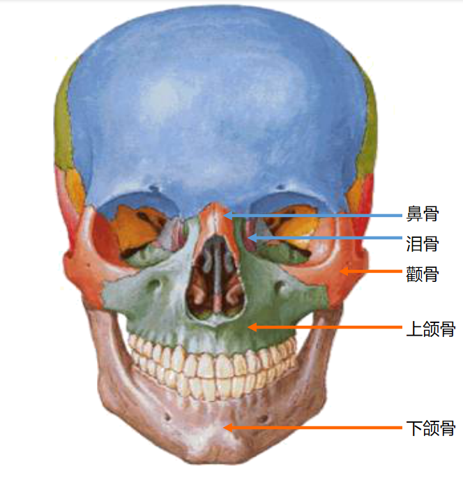 精英健身教练培训 5 人 赞同了该文章 下图为从颅前面观 下图为从颅