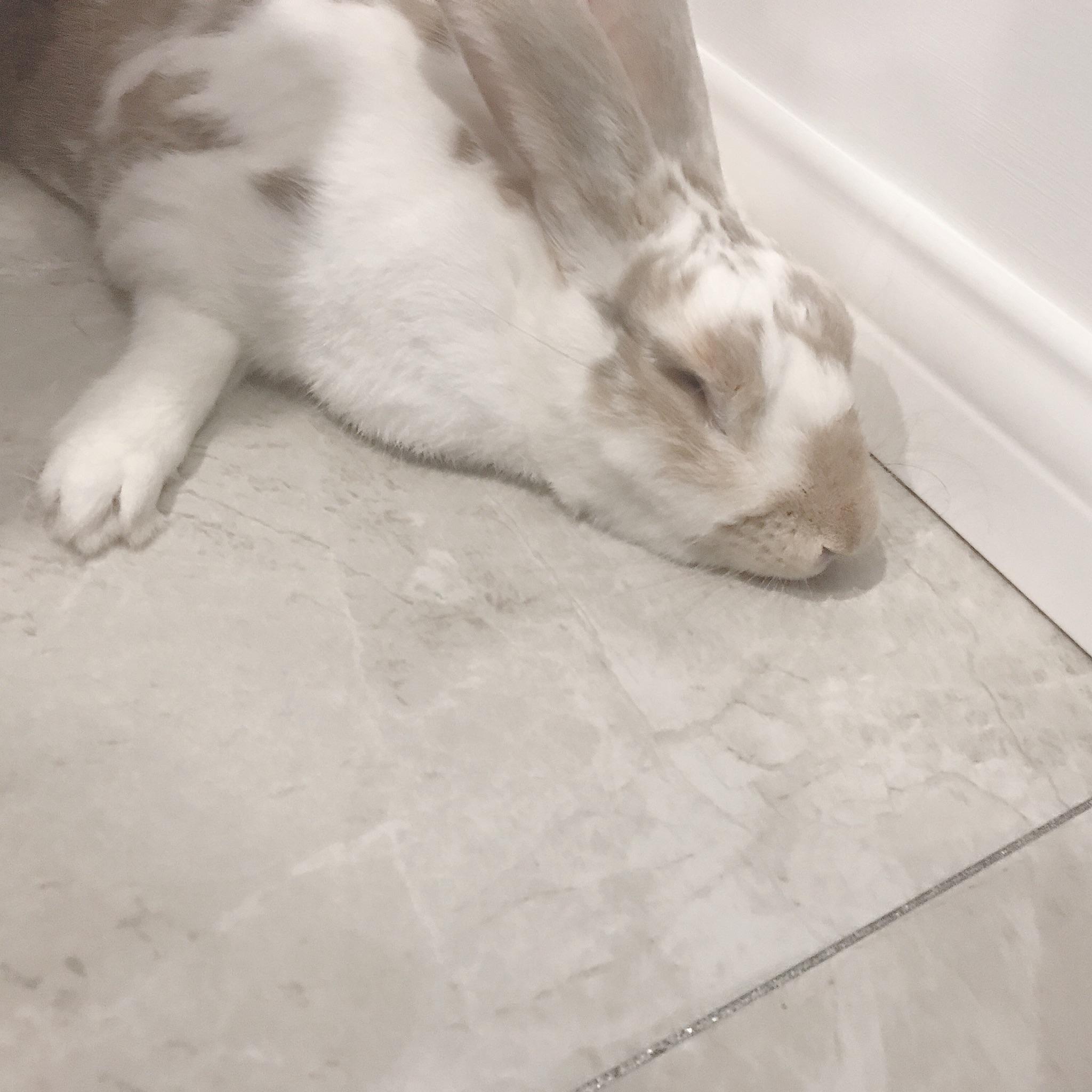 请问一下兔兔睡觉的姿势是什么样子的