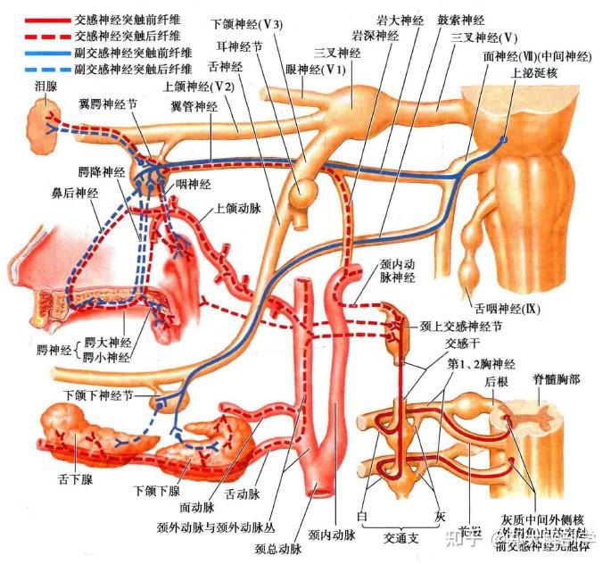 颈外动脉神经的分支相互吻合,形成细小的神经丛,包绕颈外动脉.