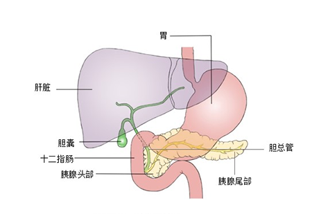 水,卵磷脂(肝脏合成的),蛋白质,矿物质,胆汁酸与胆色素.