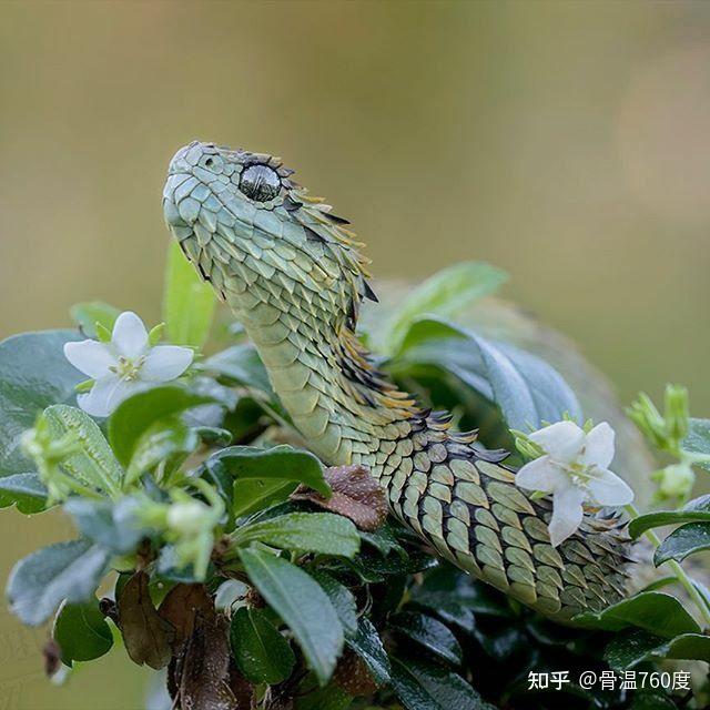 有没有好看的蛇的图片可以分享