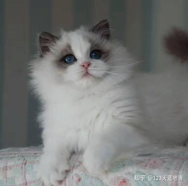 布偶猫的价格一般是多少钱一只市场上买的布偶猫要多少钱