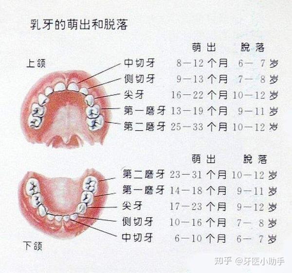 【名称】 通用名称:牙齿 简称:牙 英文名称:tooth,teeth(复) 【规格