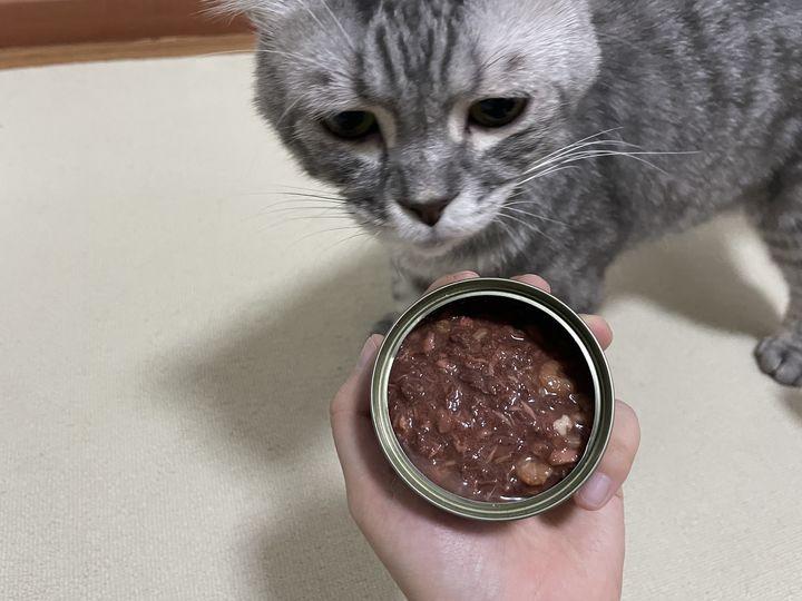 怎么才能抢到低价猫粮猫罐头的试吃装19块9就能薅到小米有品羊毛