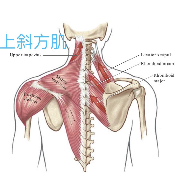 上斜方肌紧张为什么一定要练耸肩