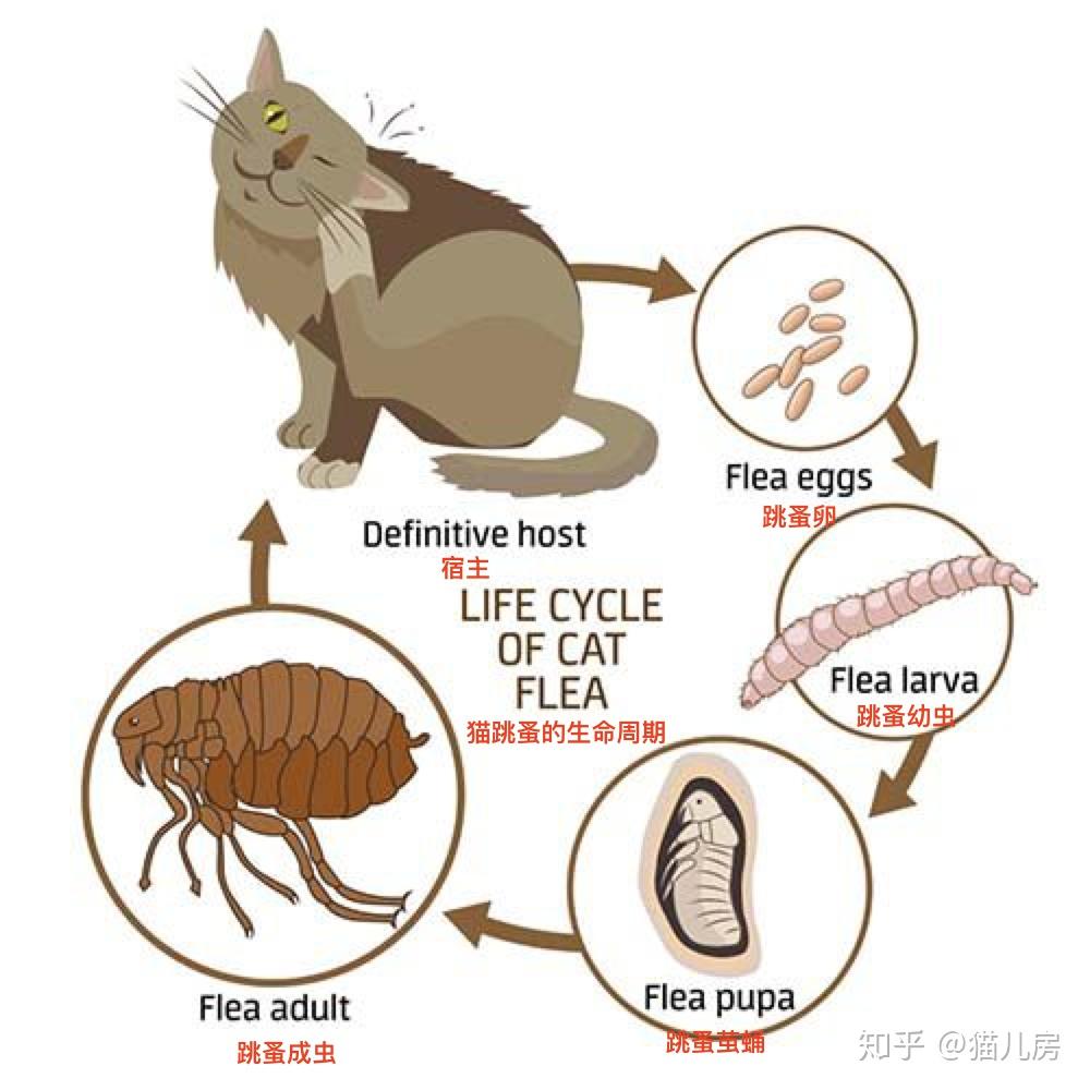 宠物常见寄生虫之难缠的跳蚤上