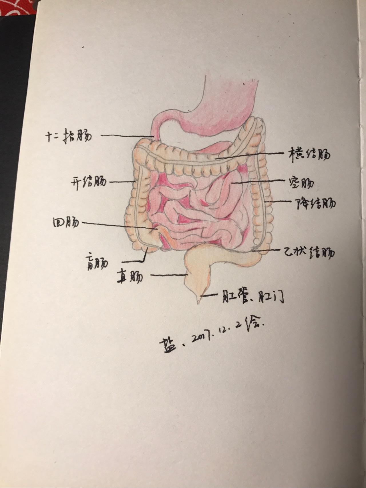 广义上称十二指肠,空肠和回肠为小…  显示全部