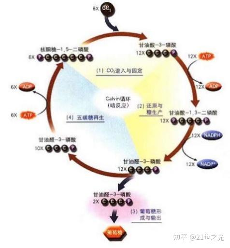 所有植物都能进行卡尔文循环吗