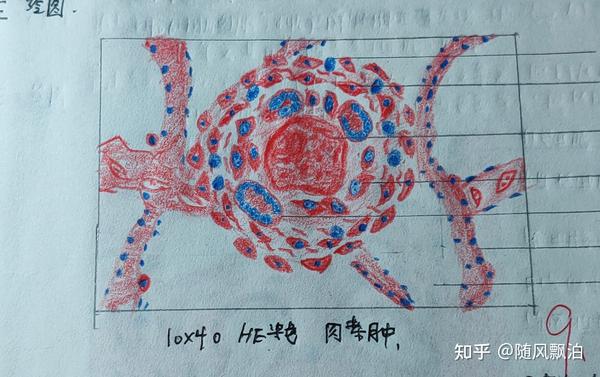 病理切片绘图 红蓝铅笔