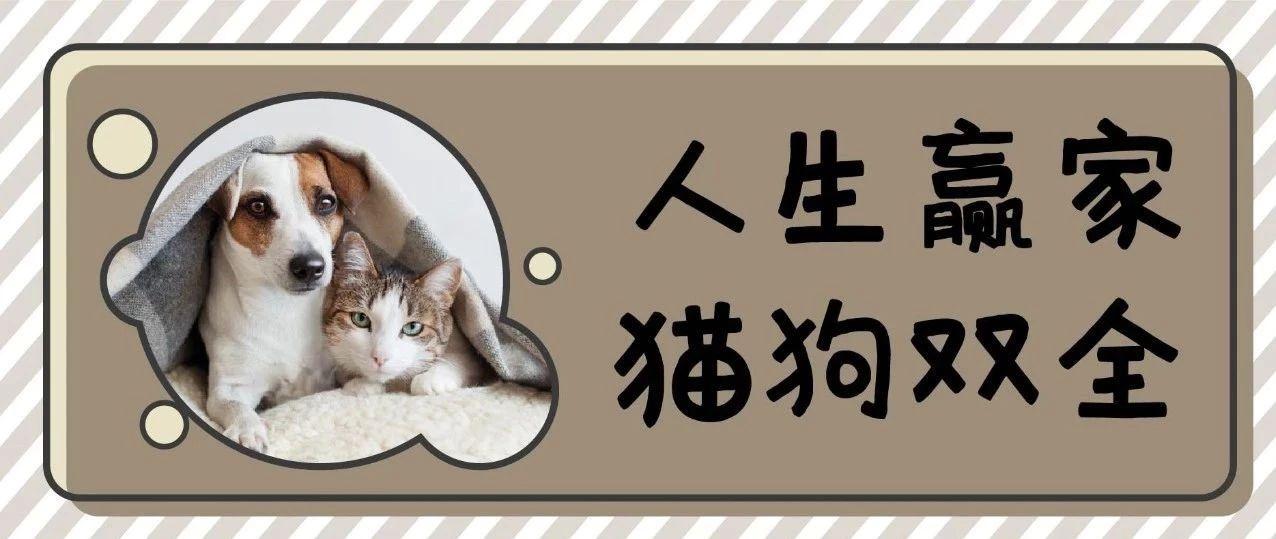 猫狗双全就是人生赢家先看看如何避免猫狗大战吧