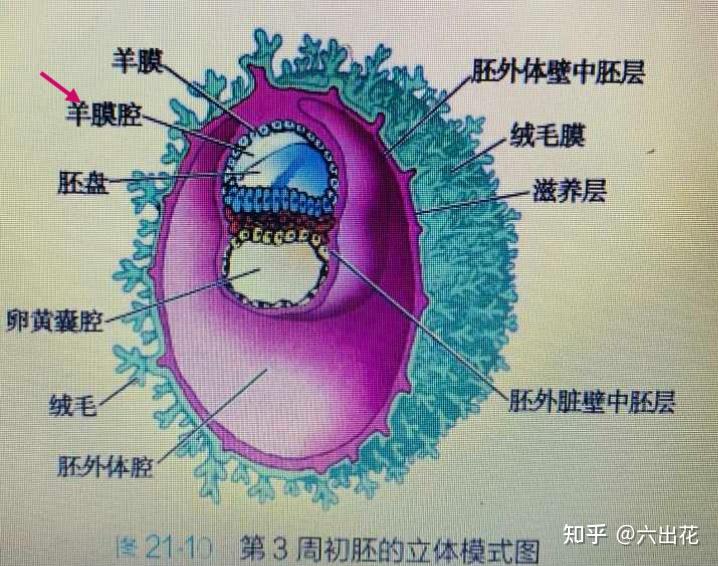 胎儿的羊膜是什么来的