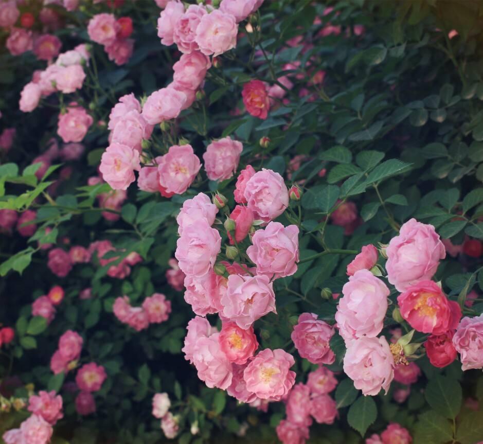 蔷薇花的花语以及它美丽的传说