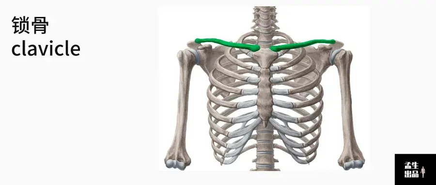 肩关节肌骨解剖学——肩关节整体运动:肩锁,胸锁,肩胛