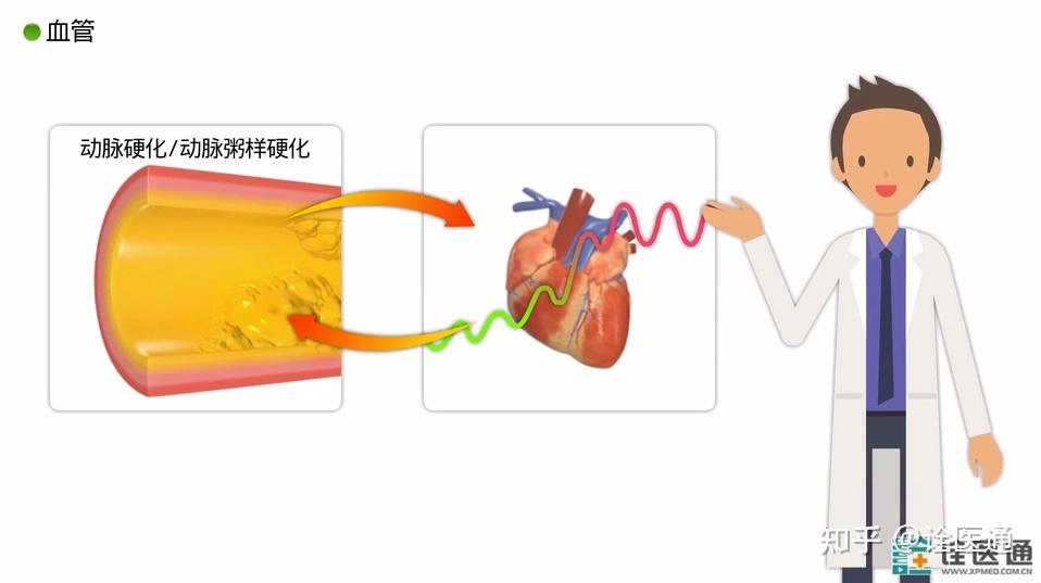 血压升高后血管会有哪些变化