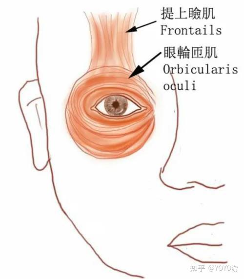 正常的闭眼过程是 闭睑肌(包括眼轮匝肌,皱眉肌和降眉肌)和 开睑肌(提