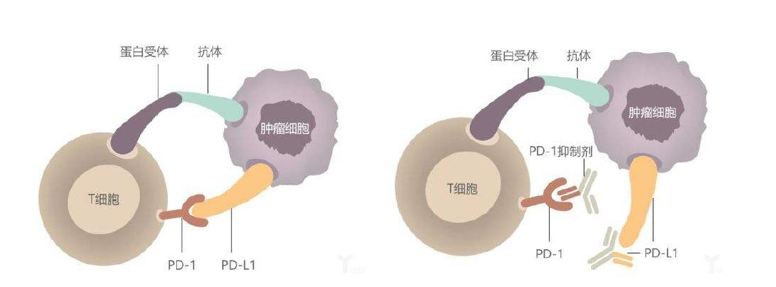 笔记pd1免疫治疗十大问题总结