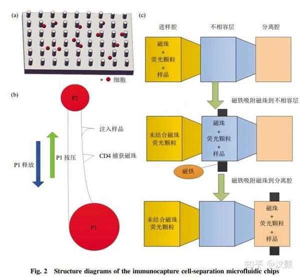 图2免疫捕获细胞分离芯片结构示意图(a)抗体特异性细胞捕获示意图.