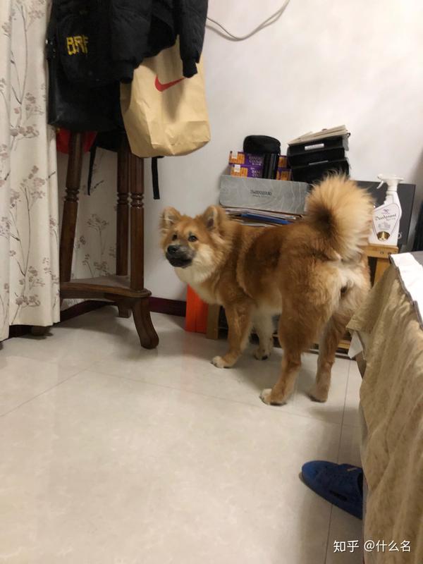 柴犬七个月了还是黑嘴是不是喂养缺什么营养呢