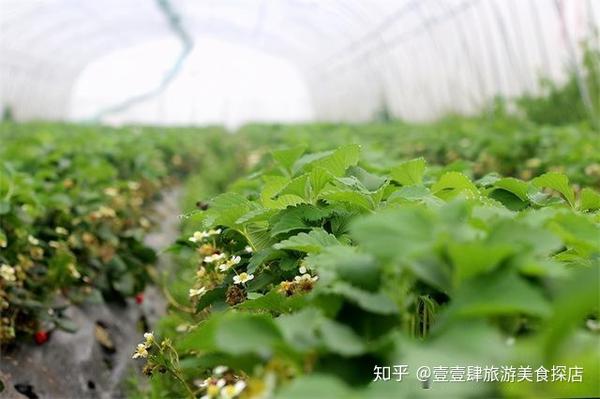北京通州宋庄老李草莓采摘园,是亲子游乐,周末度假的好去处!