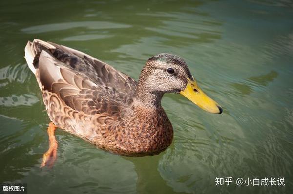 到底什么叫"鸭子定律"?