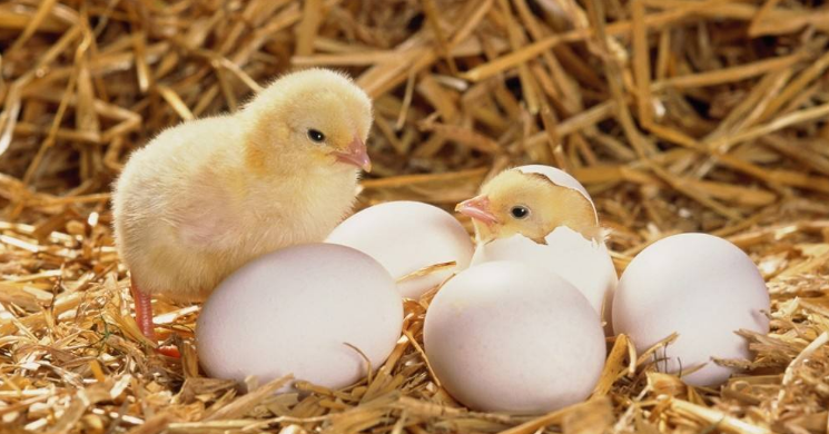 小鸡破壳需要孵化 美国试管婴儿胚胎也需要孵化
