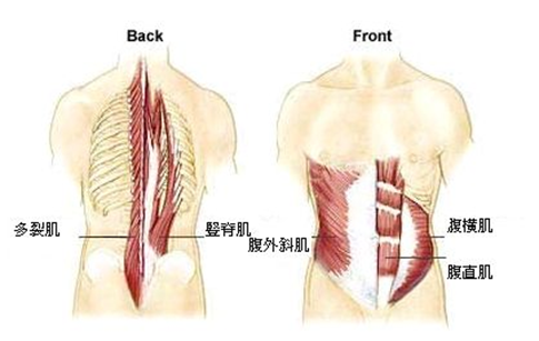 是我们人体运动的动力所在;深层次的肌肉,例如多裂肌,回旋肌等,这些