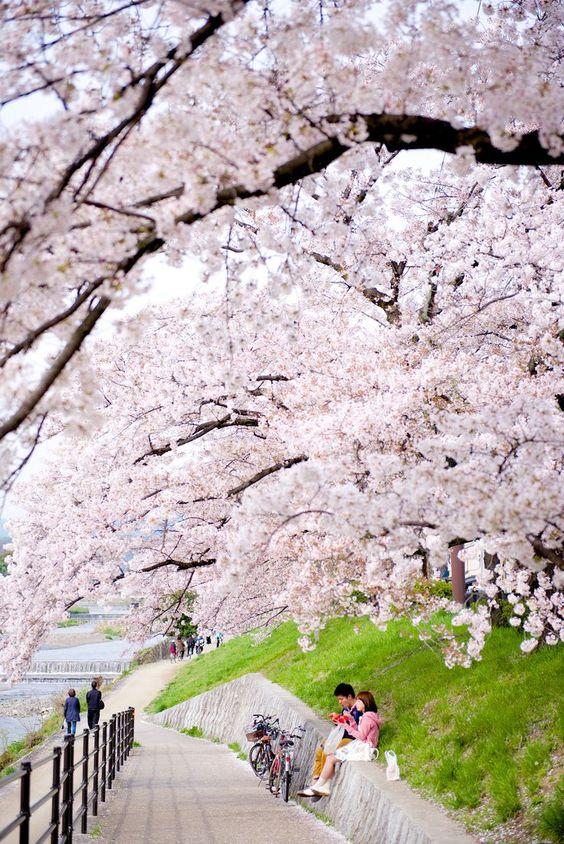 日本那些事所以樱花味到底是什么味道