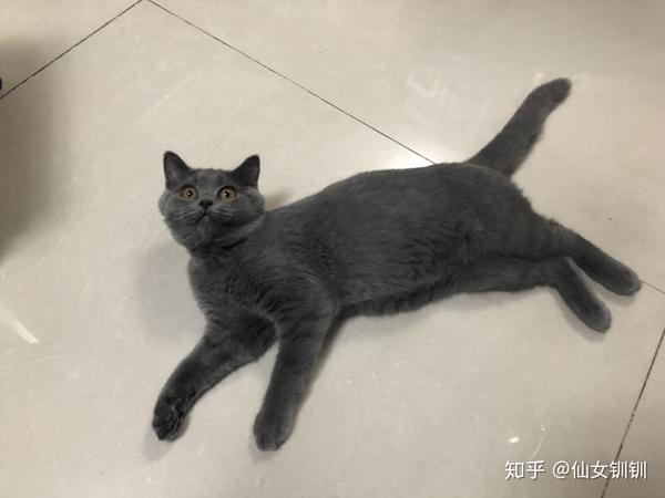 较敏感(可能是流浪的原因,天生遗传) 品种猫 :我养的是英短蓝猫 性格