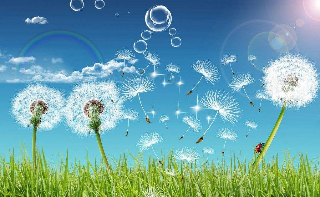 蒲公英图片