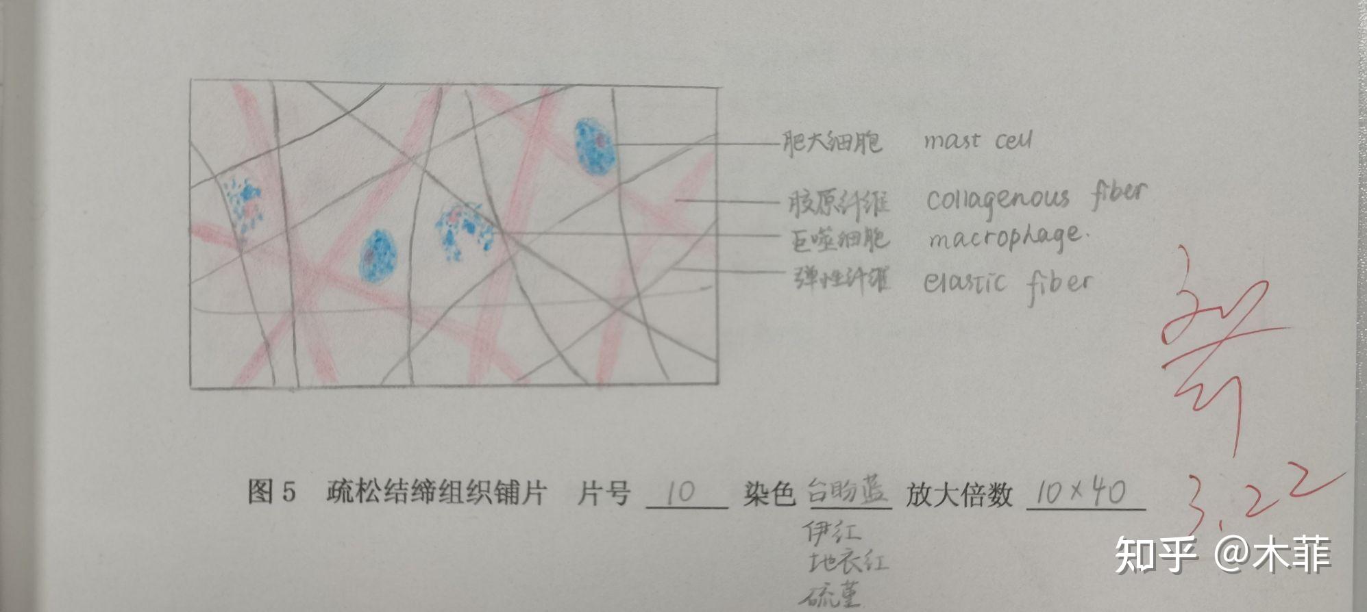 疏松结缔组织单层柱状上皮单层柱状上皮20级预防医学在读,无绘画基础