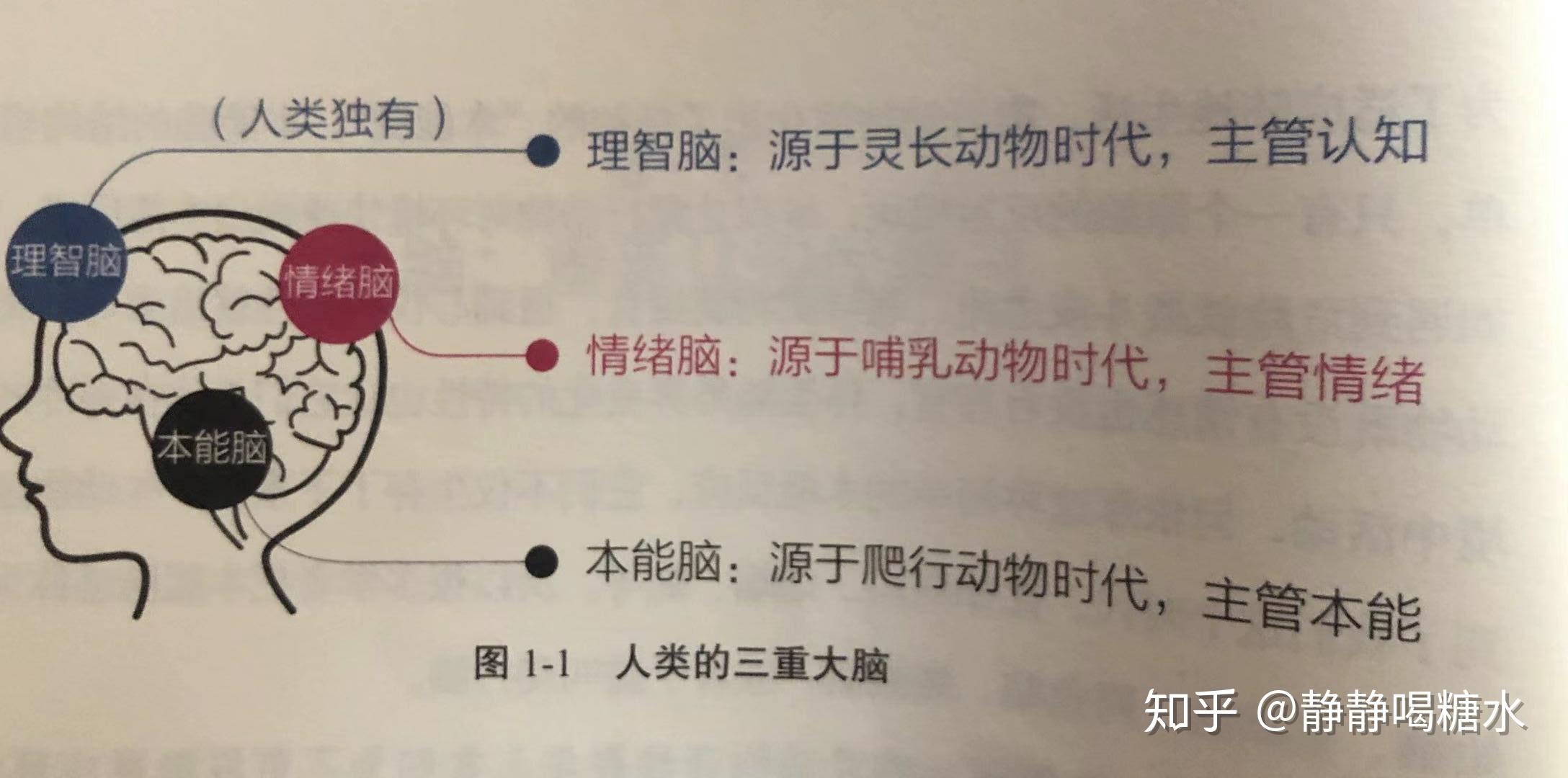 《认知觉醒》这本书中把人类的大脑分成三重大脑,分别是:本能脑,情绪