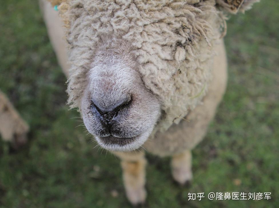 羊的鼻子是什么样子的例如猪鼻子是圆形的马的是逗点状的