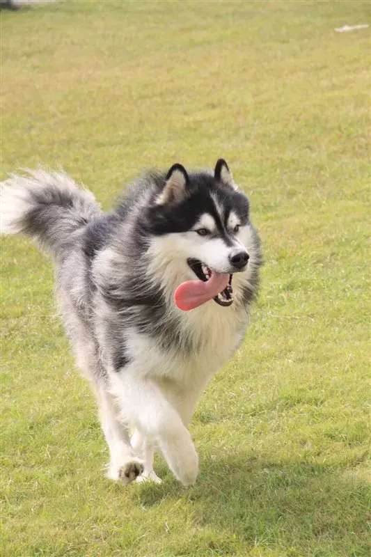 每日一宠苏兰拉普猎犬