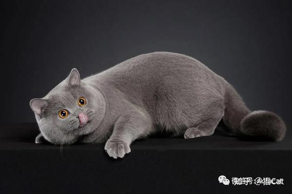 british shorthair 英国短毛猫