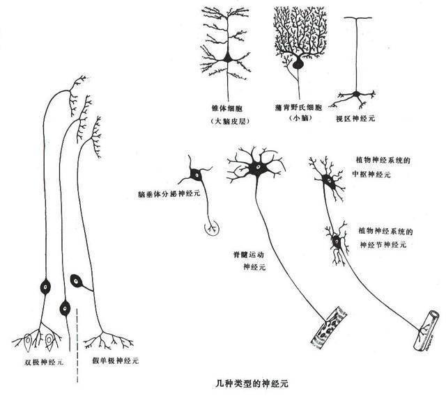 重疾理赔解释21——严重运动神经元病