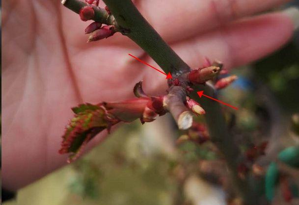 蓝妖月季造成如何抹芽这三类芽必除之