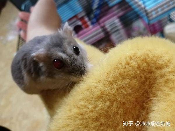 仓鼠眼球变红是怎么回事
