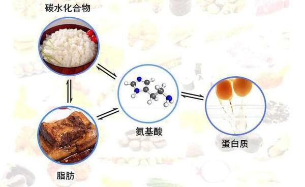 碳水vs脂肪,哪个更容易让你发胖?