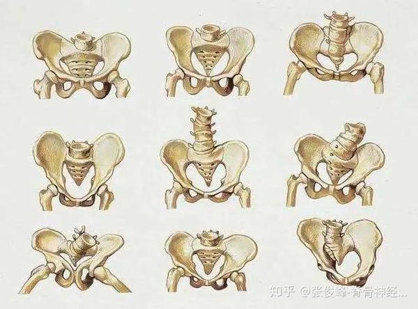 骨盆人体地基不可倾斜