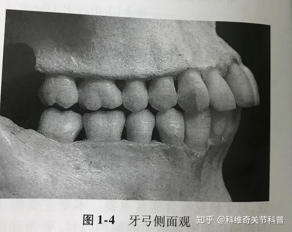 咀嚼系统的功能解剖——牙列及其支持结构