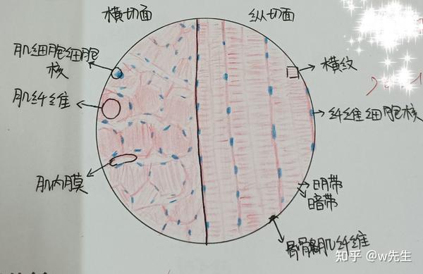 组胚实验红蓝铅笔绘图