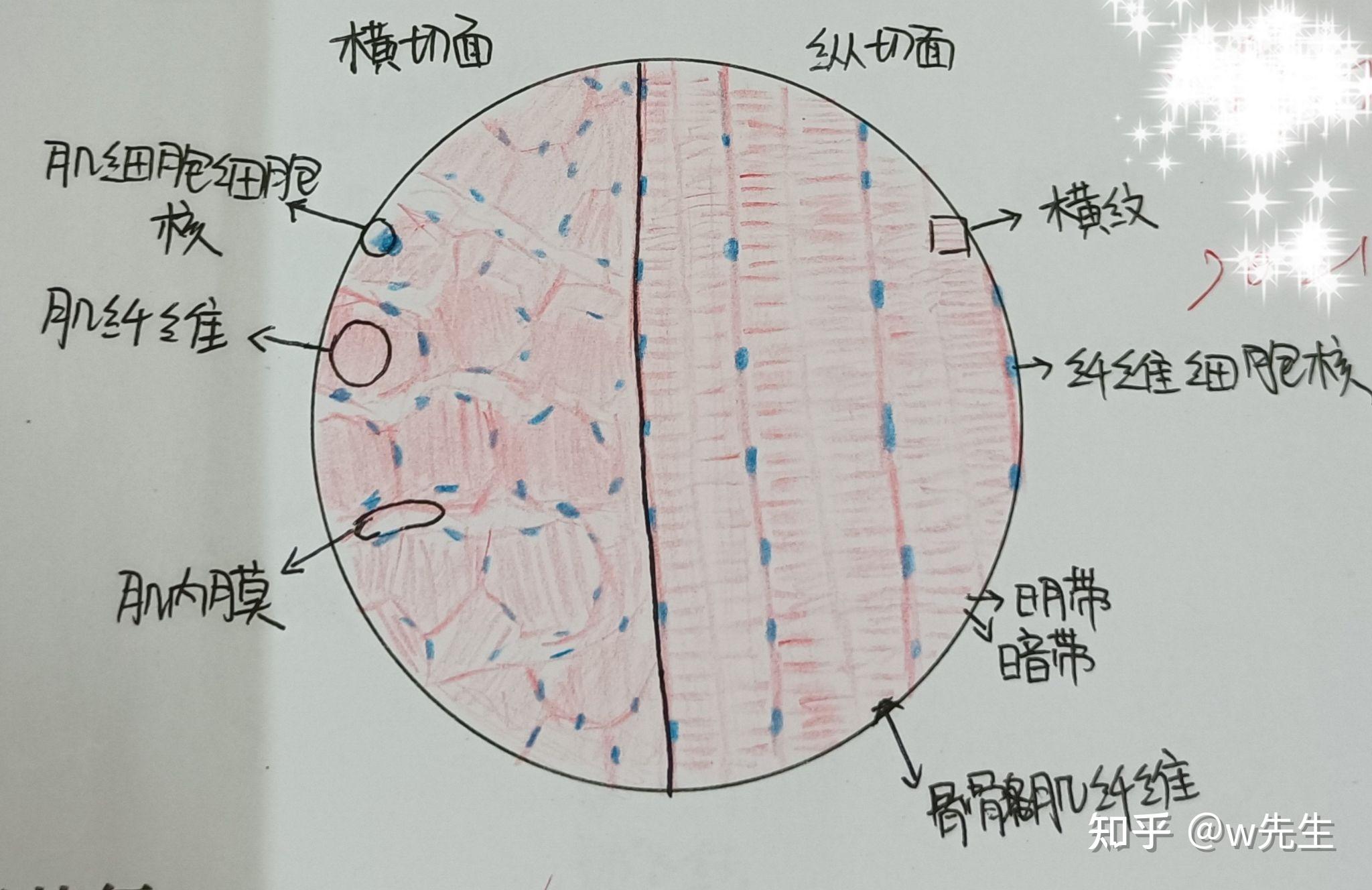 血液,肌组织(骨骼肌)2.结缔组织(疏松结缔组织铺片)1.