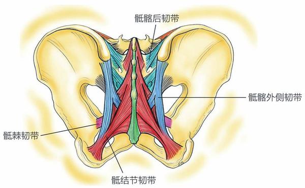图3 骶结节韧带和骶棘韧带