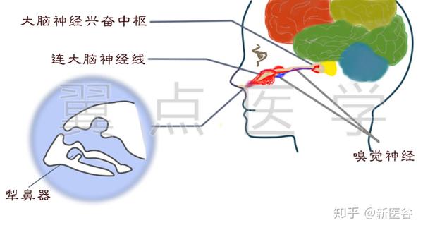 示犁鼻器的结构及其与大脑的神经联系  <br>图/翼点医学