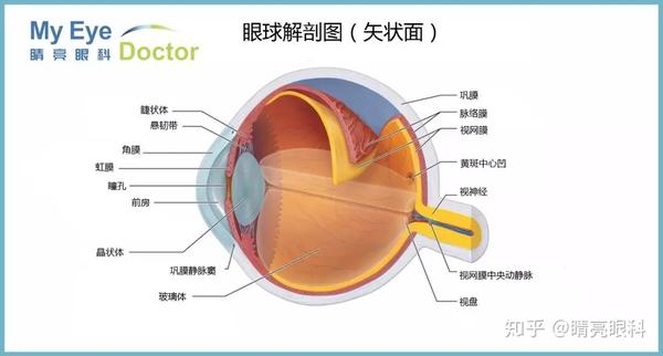 眼底结构示意图.