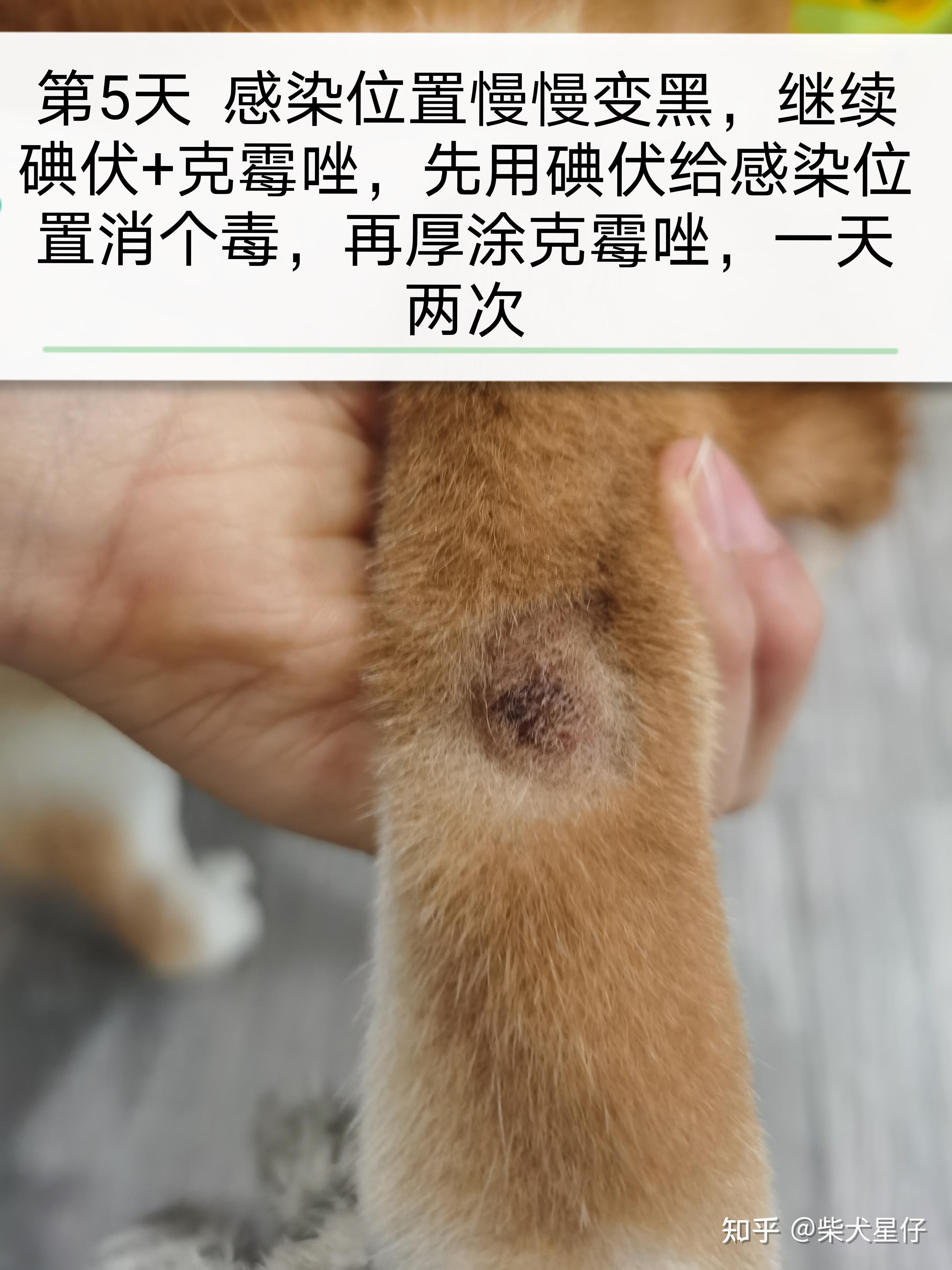 柴犬皮肤病?